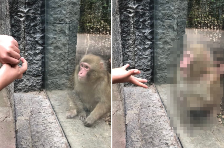 「そんなウソ！消えちゃった？！」サルに手にしたモノが消えるマジックを披露したら、ビックリ仰天して秀逸なリアクションを見せてくれました