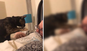 毎朝これで目を覚ましたい・・・!!猫が飼い主さんの鼻をソフトタッチして優しく起こしてあげていました