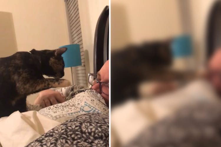 毎朝これで目を覚ましたい・・・！！猫が飼い主さんの鼻をソフトタッチして優しく起こしてあげていました