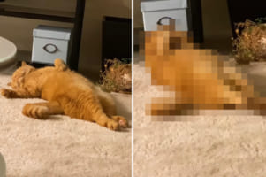 ヘソ天でお昼寝していた猫。目を覚ましてからの動きが猫というより人間すぎて・・・、アテレコが見事にハマる！