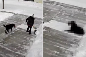 まさにこれから雪かきしようとしていた場所を陣取った犬。冷たい雪の絨毯が気持ちいいのか、すっかりくつろいで動きません