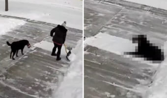 まさにこれから雪かきしようとしていた場所を陣取った犬。冷たい雪の絨毯が気持ちいいのか、すっかりくつろいで動きません