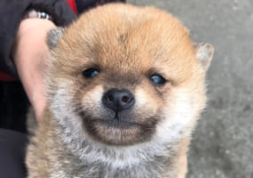 初めて見た太陽に柴犬の子犬が見せた『眩しそうな表情』。この姿にTwitterで11万以上いいねがされる大反響！「かわいさが眩しい」「尊い」の声が続々