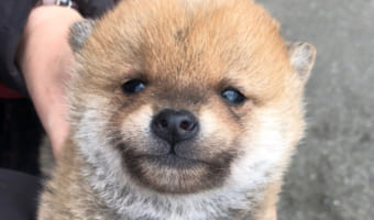 初めて見た太陽に柴犬の子犬が見せた『眩しそうな表情』。この姿にTwitterで11万以上いいねがされる大反響!「かわいさが眩しい」「尊い」の声が続々