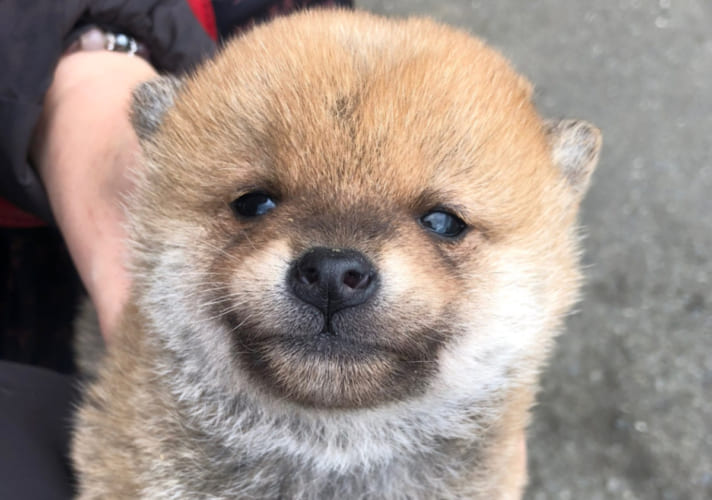 初めて見た太陽に柴犬の子犬が見せた『眩しそうな表情』。この姿にTwitterで11万以上いいねがされる大反響！「かわいさが眩しい」「尊い」の声が続々