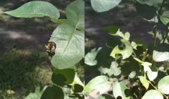 巣作りに使用するため、葉を切り取るハキリバチ。ハンズフリー(マウスフリー?)とは思えないキレイな切り口にビックリ!!