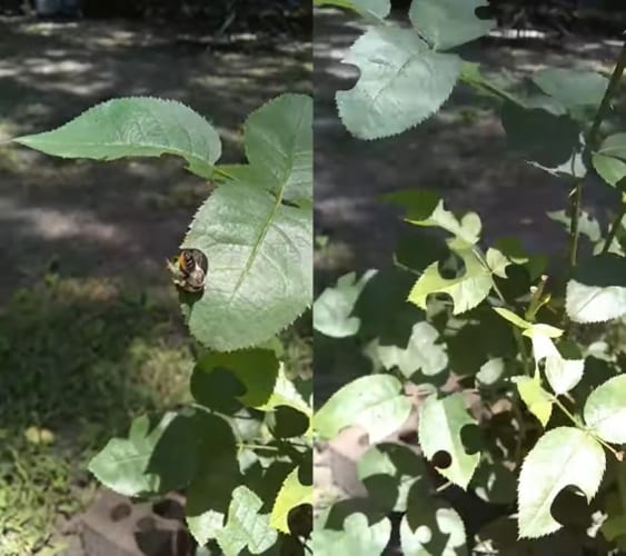 巣作りに使用するため、葉を切り取るハキリバチ。ハンズフリー（マウスフリー？）とは思えないキレイな切り口にビックリ！！