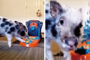 バスケットボールのオモチャで遊ぶ子ブタちゃん。みごとにフリースローを決めた後、カメラに向けたのは・・・