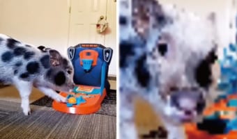バスケットボールのオモチャで遊ぶ子ブタちゃん。みごとにフリースローを決めた後、カメラに向けたのは・・・