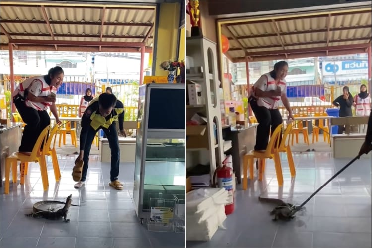 レストランにオオトカゲがあらわれた！！突然の出来事に、女性は椅子の上に逃れるも足元にオオトカゲがいて大パニック！！