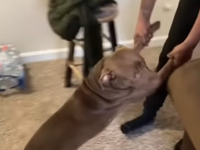 「お風呂はイヤ！絶対にイヤなの！！」お風呂が大っ嫌いなピットブル。しかし、無情にも飼い主さんにおててを引かれお風呂へと連れて行かれるのでした