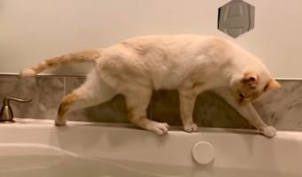バスタブの縁をソロリソロリと歩く猫。落ちないように慎重に歩いていたのですが・・・。その後の展開は予想通りでした