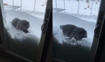 寒くて大変な雪かき。この猫の手はぜひ借りたい!!実際に雪かきに「猫の手」を借りたらどうなるの??