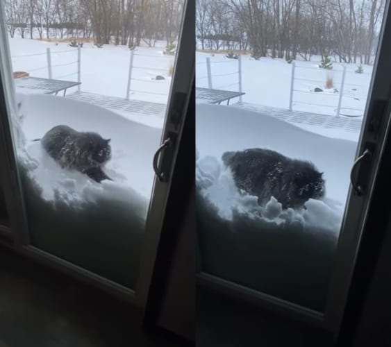 寒くて大変な雪かき。この猫の手はぜひ借りたい！！実際に雪かきに「猫の手」を借りたらどうなるの？？