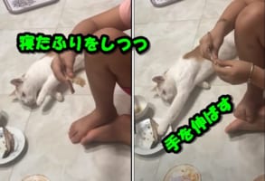 食事中の家族のそばで横になっている猫。ウトウトしているのかと思いきや・・・、寝たふりをしつつ魚を狙う狡猾な子だったのです！！