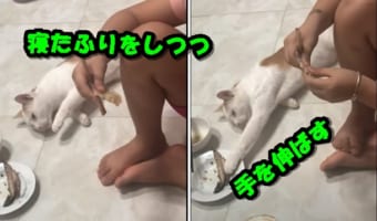 食事中の家族のそばで横になっている猫。ウトウトしているのかと思いきや・・・、寝たふりをしつつ魚を狙う狡猾な子だったのです!!