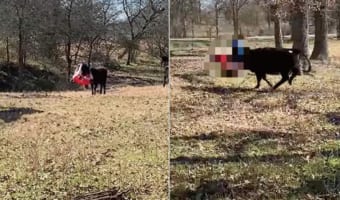 子供向けの乗用オモチャが頭にすっぽりハマってしまった子牛。お仲間たちもこれにはビックリしたようで、そばに寄ろうとすると逃げていってしまいます