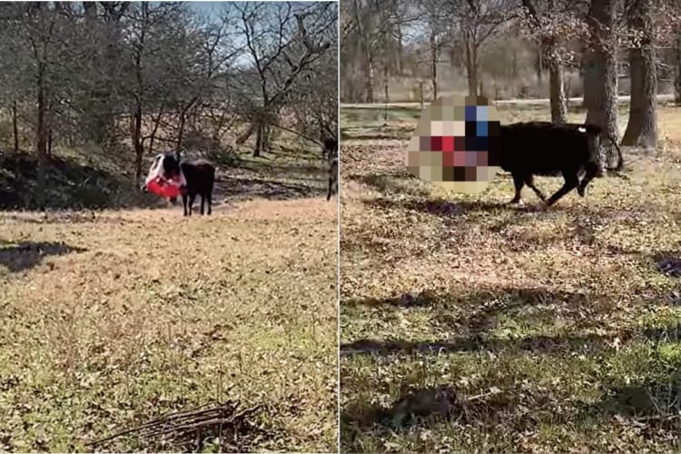 子供向けの乗用オモチャが頭にすっぽりハマってしまった子牛。お仲間たちもこれにはビックリしたようで、そばに寄ろうとすると逃げていってしまいます