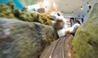 ジオラマに電車を走らせていたら・・・巨大猫に襲われた?!?!自由に過ごす保護猫愛らしい姿に、この電車に乗りたいと希望する猫好きさんが殺到!!