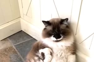 体の大きな猫。いじらしくもパパさんの帰りを待っているそうですが・・・、「君がパパさんだよね？」と思ってしまう貫禄たっぷりの姿で過ごしていました