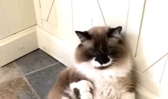 体の大きな猫。いじらしくもパパさんの帰りを待っているそうですが・・・、「君がパパさんだよね？」と思ってしまう貫禄たっぷりの姿で過ごしていました