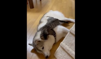 【感動の再会】久しぶりに会った同居犬のシベリアンハスキーに全身でハグしに行っている猫。そんなふたりの再会は・・・、なんと一週間ぶり!!