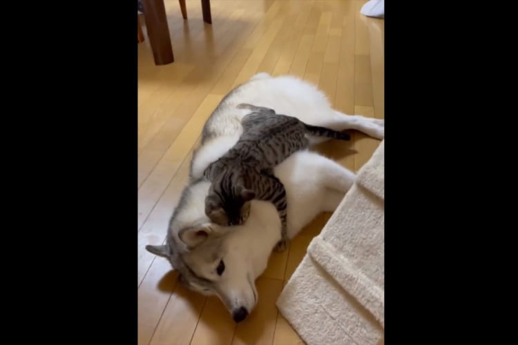 【感動の再会】久しぶりに会った同居犬のシベリアンハスキーに全身でハグしに行っている猫。そんなふたりの再会は・・・、なんと一週間ぶり！！