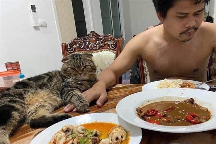 【リアル泥棒猫】「猫に夫を盗まれた！」と訴える妻のSNS投稿が世界で話題！投稿画像には確かに妻から夫を奪ったリアル泥棒猫の姿が写されていた！！