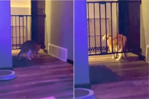 そこからなの？！ペットフェンスをすり抜けた体が大きめな猫。そのすり抜け方がちょっと意外！