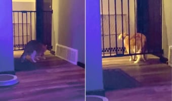 そこからなの?!ペットフェンスをすり抜けた体が大きめな猫。そのすり抜け方がちょっと意外!