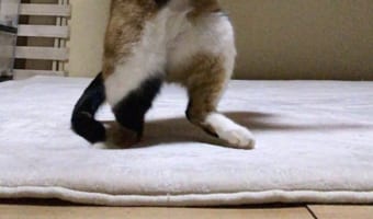 「いい感じのマイクを持たせてやってもらえないでしょうか」ロックスターを彷彿とさせる猫の姿に大反響!31万件以上のいいねと約6万リツイートが!!