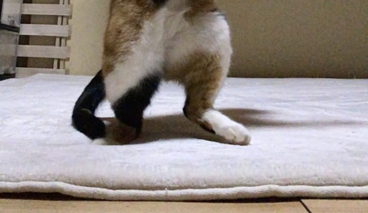 「いい感じのマイクを持たせてやってもらえないでしょうか」ロックスターを彷彿とさせる猫の姿に大反響！31万件以上のいいねと約6万リツイートが！！