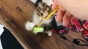 「必死なのに全部空振りなの可愛すぎる」猫じゃらしをキャッチしたい猫。視線は追いついているのに、手がワンテンポ遅れていてうまくいきません！！