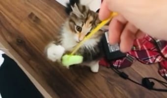「必死なのに全部空振りなの可愛すぎる」猫じゃらしをキャッチしたい猫。視線は追いついているのに、手がワンテンポ遅れていてうまくいきません！！
