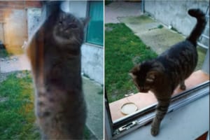 お家に入りたいんじゃなかったの？！窓を叩いてアピールして来た猫。そこで窓を開けてあげるも入って来ないで・・・、まさかの行動をとりました！！