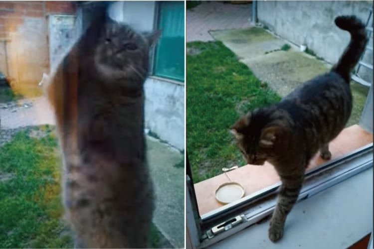 お家に入りたいんじゃなかったの？！窓を叩いてアピールして来た猫。そこで窓を開けてあげるも入って来ないで・・・、まさかの行動をとりました！！