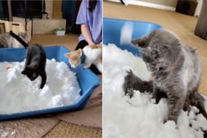 室内飼いをしている猫たちのために雪を運び込んでみたら・・・、みんな思い思いに堪能していました！！