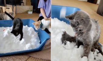 室内飼いをしている猫たちのために雪を運び込んでみたら・・・、みんな思い思いに堪能していました!!