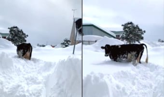 牛舎から出て雪の中をズンズン進んで行く牛さん。ところが、積もった雪の深さに「やばい」と思ったようで・・・、この後の行動に笑えてしまいます
