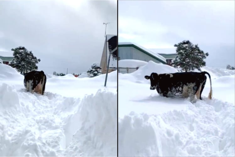 牛舎から出て雪の中をズンズン進んで行く牛さん。ところが、積もった雪の深さに「やばい」と思ったようで・・・、この後の行動に笑えてしまいます