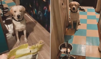 朝ご飯を1秒でも早く食べたい犬。ご飯の入った袋を手にした飼い主さんの指示に忠実に従い、見事にバックしていきます