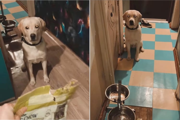 朝ご飯を1秒でも早く食べたい犬。ご飯の入った袋を手にした飼い主さんの指示に忠実に従い、見事にバックしていきます