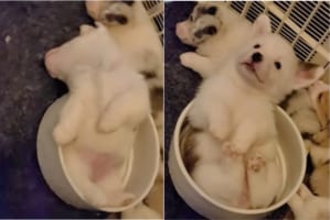ボウルの中で仰向けになってお昼寝中のコーギーの子犬。名前を呼ばれて目を覚ましましたが、ボウルにすっぽりハマっていて起きられずジタバタしてます