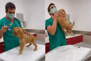 もしかしてこの子、注射されたことに気付いてない？ハグしたりオモチャに注意を向けてる間に子犬にワクチンを打ってしまう獣医さんがスゴい！！