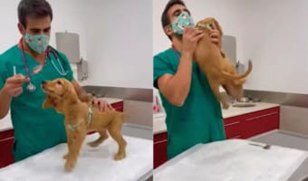 もしかしてこの子、注射されたことに気付いてない?ハグしたりオモチャに注意を向けてる間に子犬にワクチンを打ってしまう獣医さんがスゴい!!