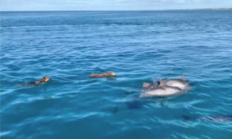 船からイルカを見つけた犬が水の中へダイブ！イルカと犬が仲良く泳ぐ不思議な光景に驚愕