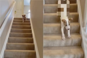 上の階から降りてこようとする子犬。スタスタ歩いて降りて来るのかと思いきや・・・、まさかの動きを見せました！！