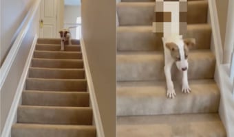 上の階から降りてこようとする子犬。スタスタ歩いて降りて来るのかと思いきや・・・、まさかの動きを見せました!!