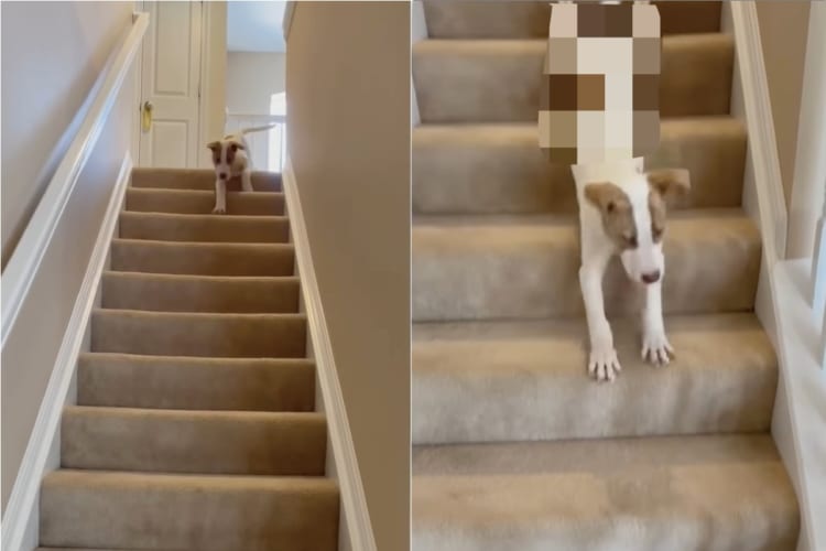 上の階から降りてこようとする子犬。スタスタ歩いて降りて来るのかと思いきや・・・、まさかの動きを見せました！！