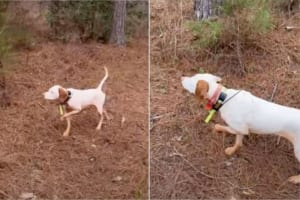 猟犬として活躍するイングリッシュ・ポインター。獲物となるウズラを見つけると、彫像のように動きません！ピクリとも動かないその姿にビックリ！